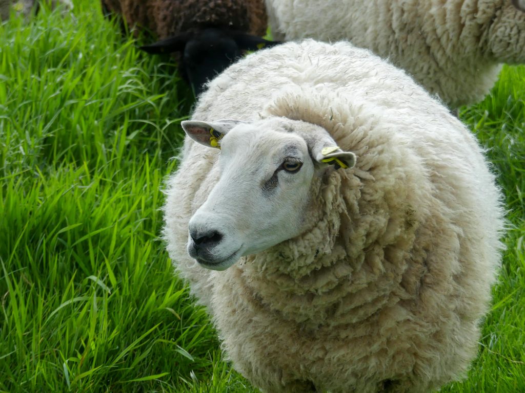 oaie la pascut pe camp cu iarba inalta